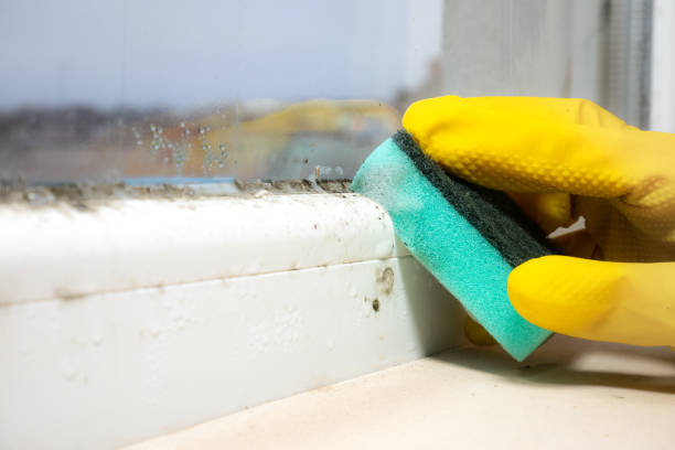 Reliable Darien, GA Mold Remediation Solutions